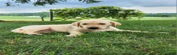 Labrador Retriever dogs for sale: Vinny - Ad 2