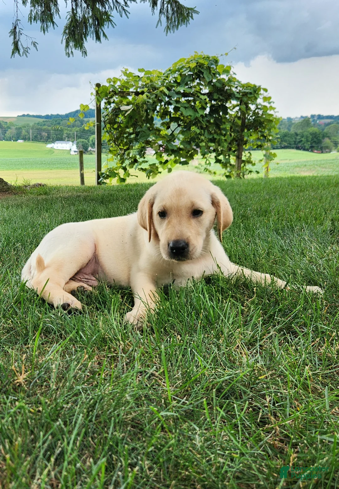 Labrador Retriever dogs for sale: Vinny - Ad 2