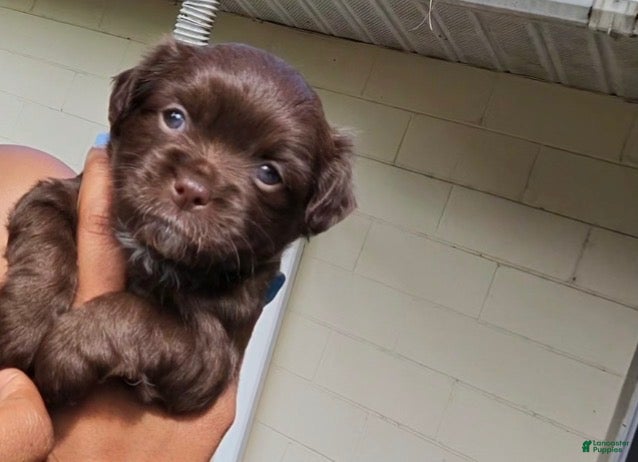 Chihuahua dogs Male Chocolate Chihuahua 2 - Ad 41