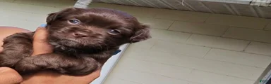 Male Chocolate Chihuahua 2