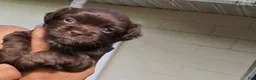 Chihuahua dogs for sale: Male Chocolate Chihuahua 2 - Ad 1