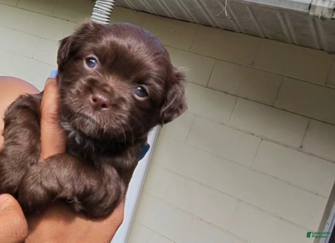 Chihuahua dogs for sale: Male Chocolate Chihuahua 2 - Ad 1