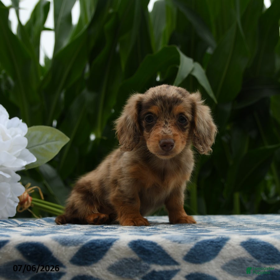 Miniature Dachshund dogs Nike - Ad 2