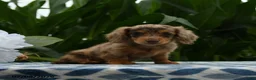 Miniature Dachshund dogs for sale: Nike - Ad 2