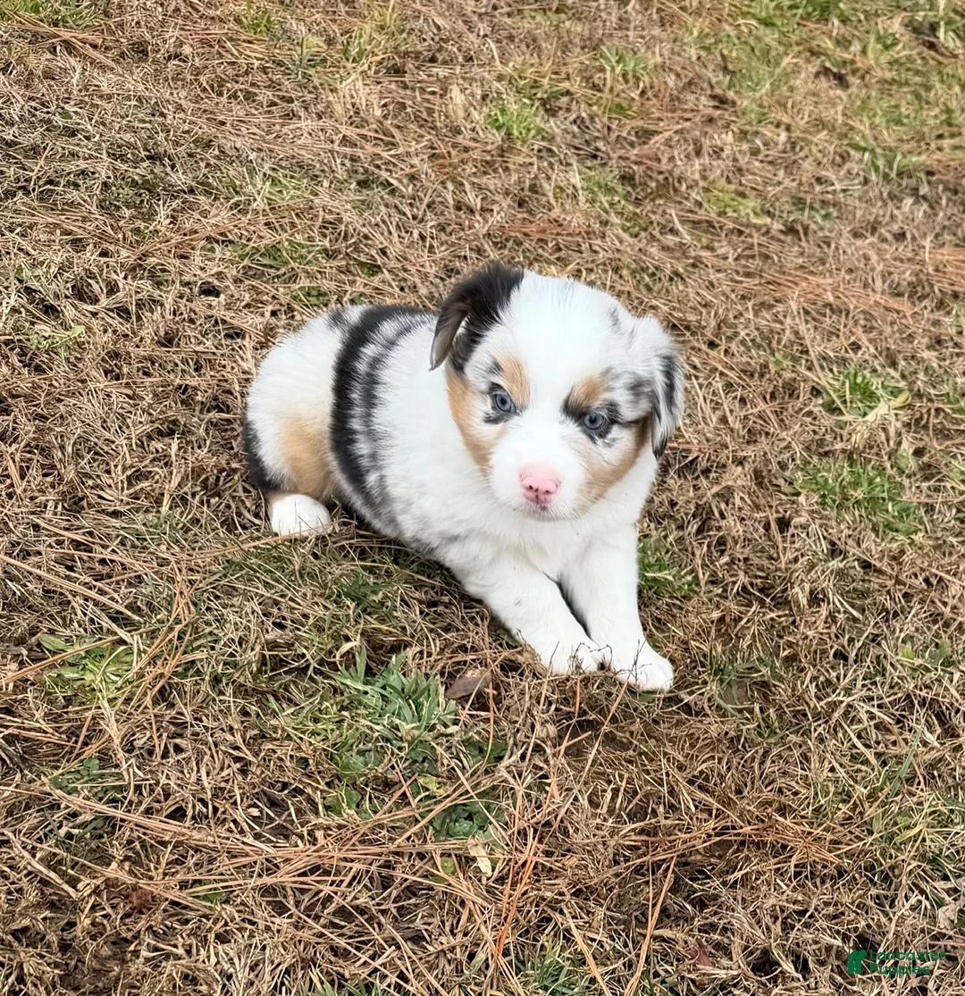 Australian Shepherd dogs for sale: Sasha - Ad 13