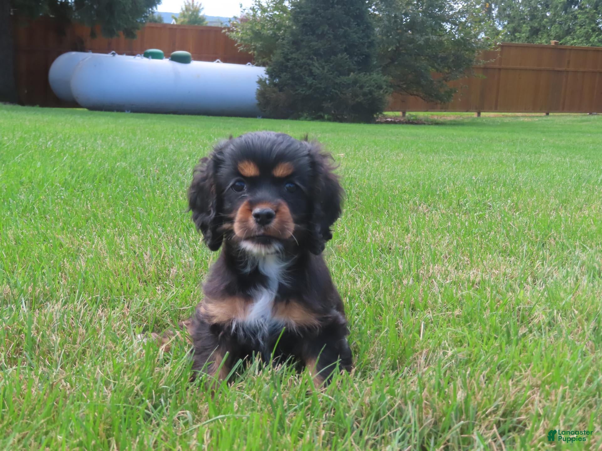 Cocker Spaniel dogs Coffee - Ad 1