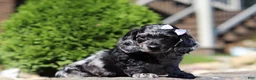 Dachshund dogs for sale: Brielle (AKC) - Ad 3