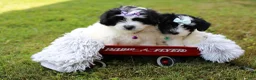 Maltipoo dogs for sale: Dexter  - Ad 19