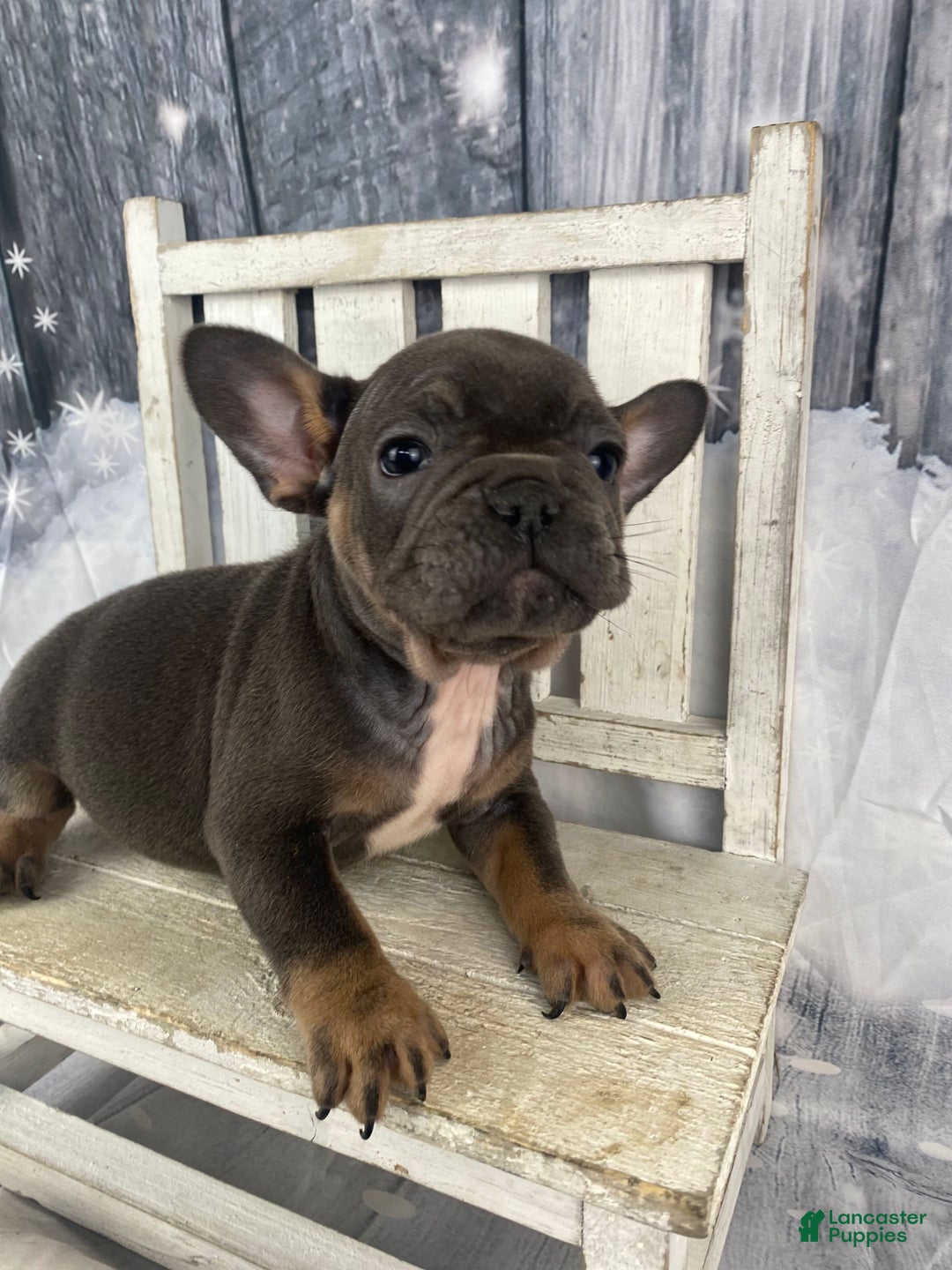 French Bulldog dogs for sale: Molly - Ad 2