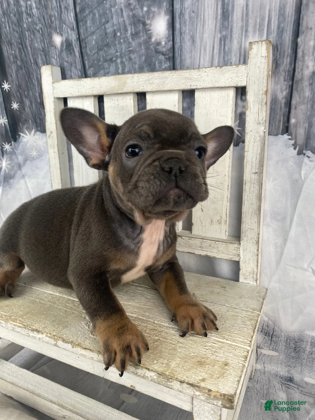 French Bulldog dogs for sale: Molly - Ad 7
