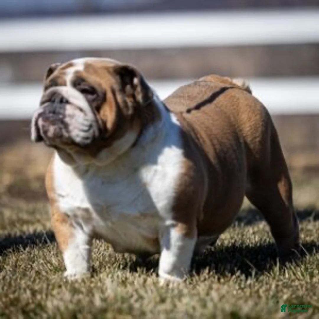 English Bulldog dogs for sale: Eve English Bulldog  - Ad 6