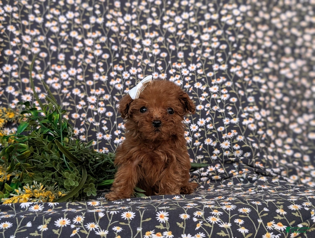 Toy Poodle dogs for sale: Tiffany - Ad 1