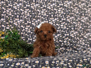 Toy Poodle dogs Tiffany - Ad 23