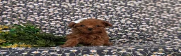 Toy Poodle dogs for sale: Tobie - Ad 9