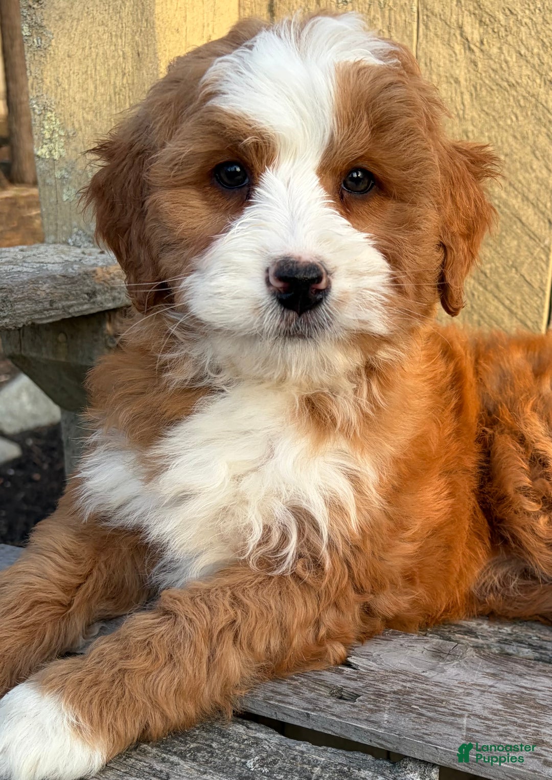 Mini Bernedoodle dogs for sale: 💛 IN BOSTON MASSACHUSETTS AREA 💛 RED AND WHITE ABSTRACT GIRL 💛 MINI BERNEDOODLE 💛 - Ad 5