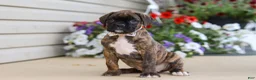 Boxer dogs for sale: Layla - Ad 5