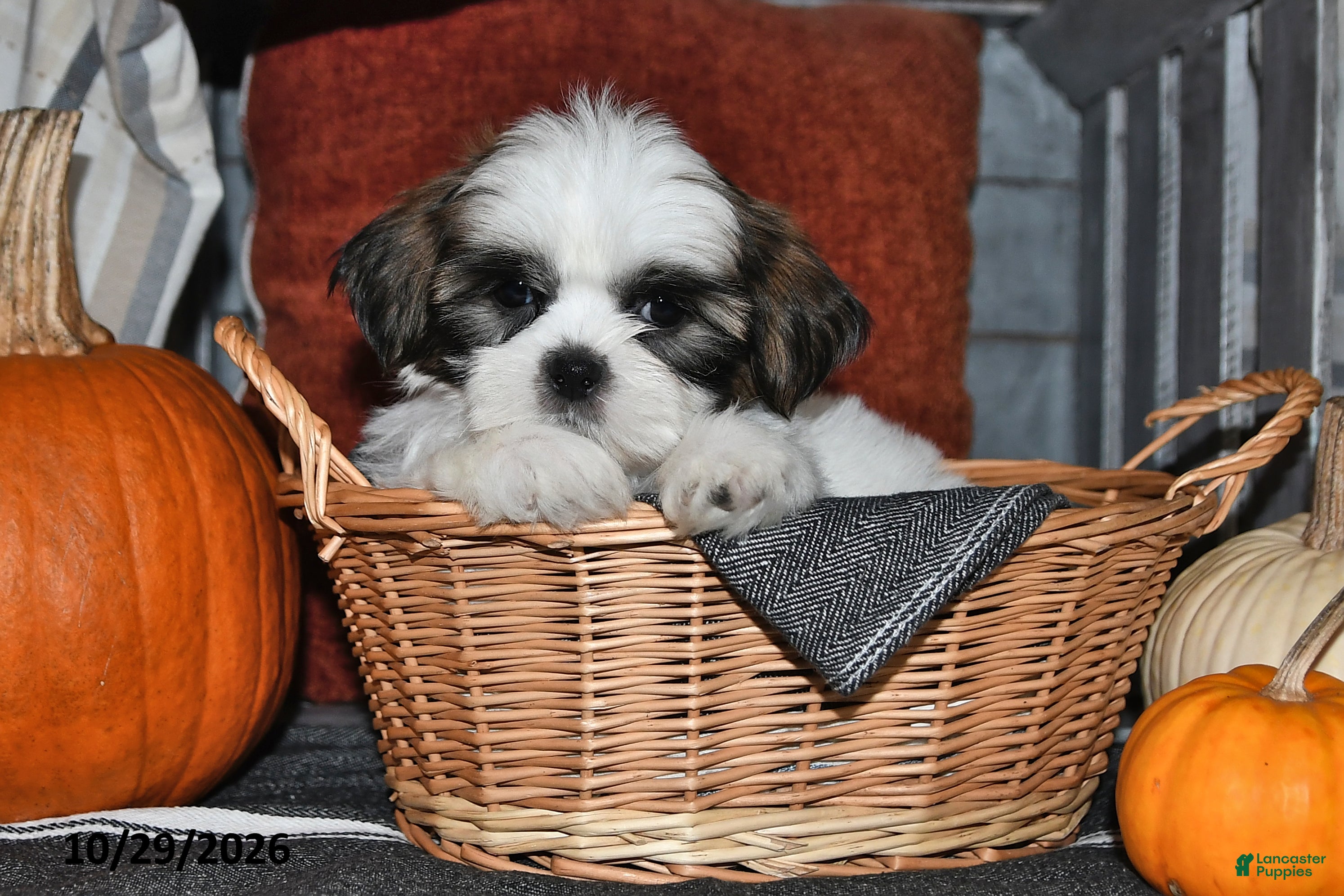 Shih Tzu dogs for sale: Zack - Ad 1