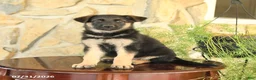 German Shepherd dogs for sale: Lily - Ad 2