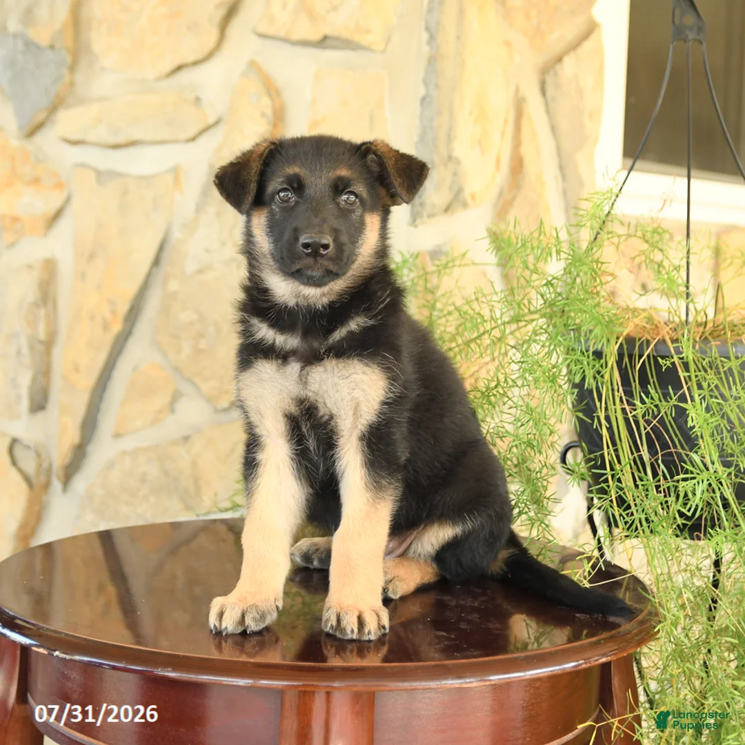 German Shepherd dogs for sale: Lily - Ad 2