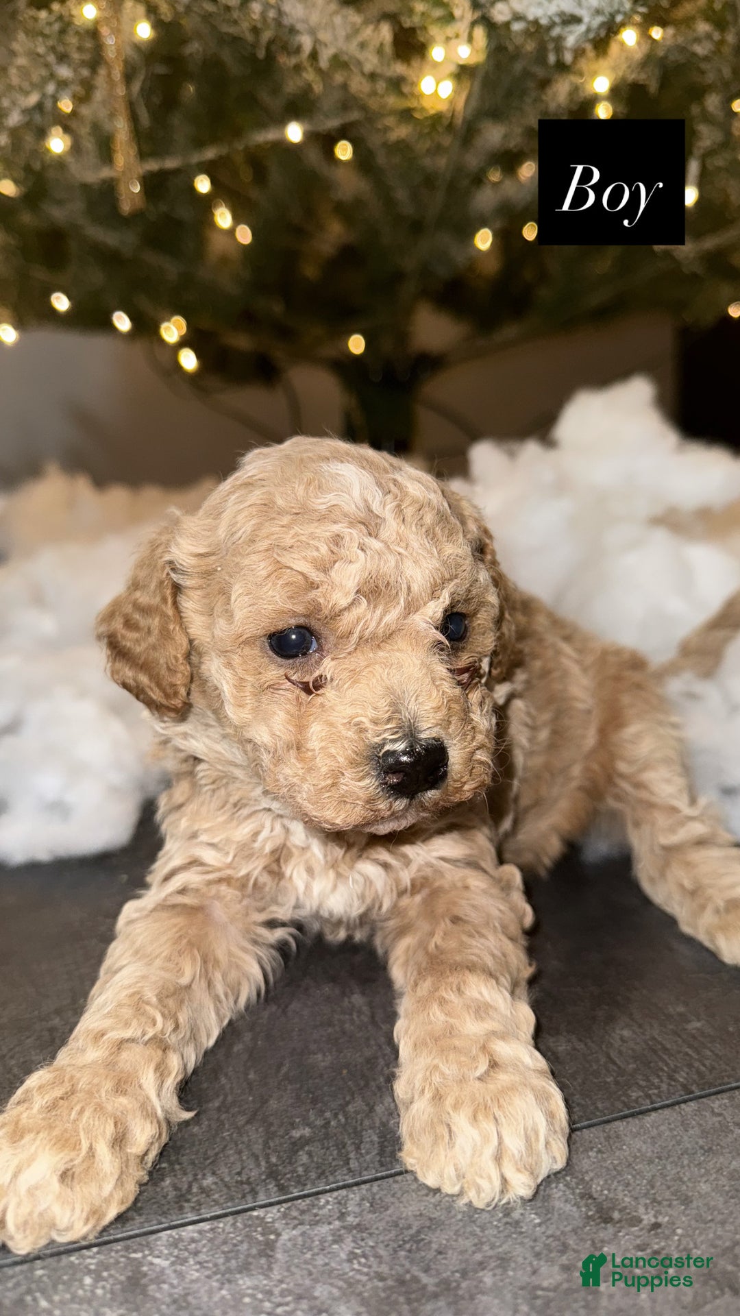 Miniature Poodle dogs for sale: Miniature Poodle Puppy 1 - Ad 4