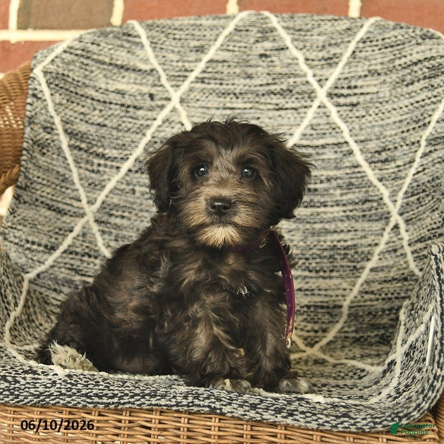 Schnoodle dogs Birdie - Ad 1