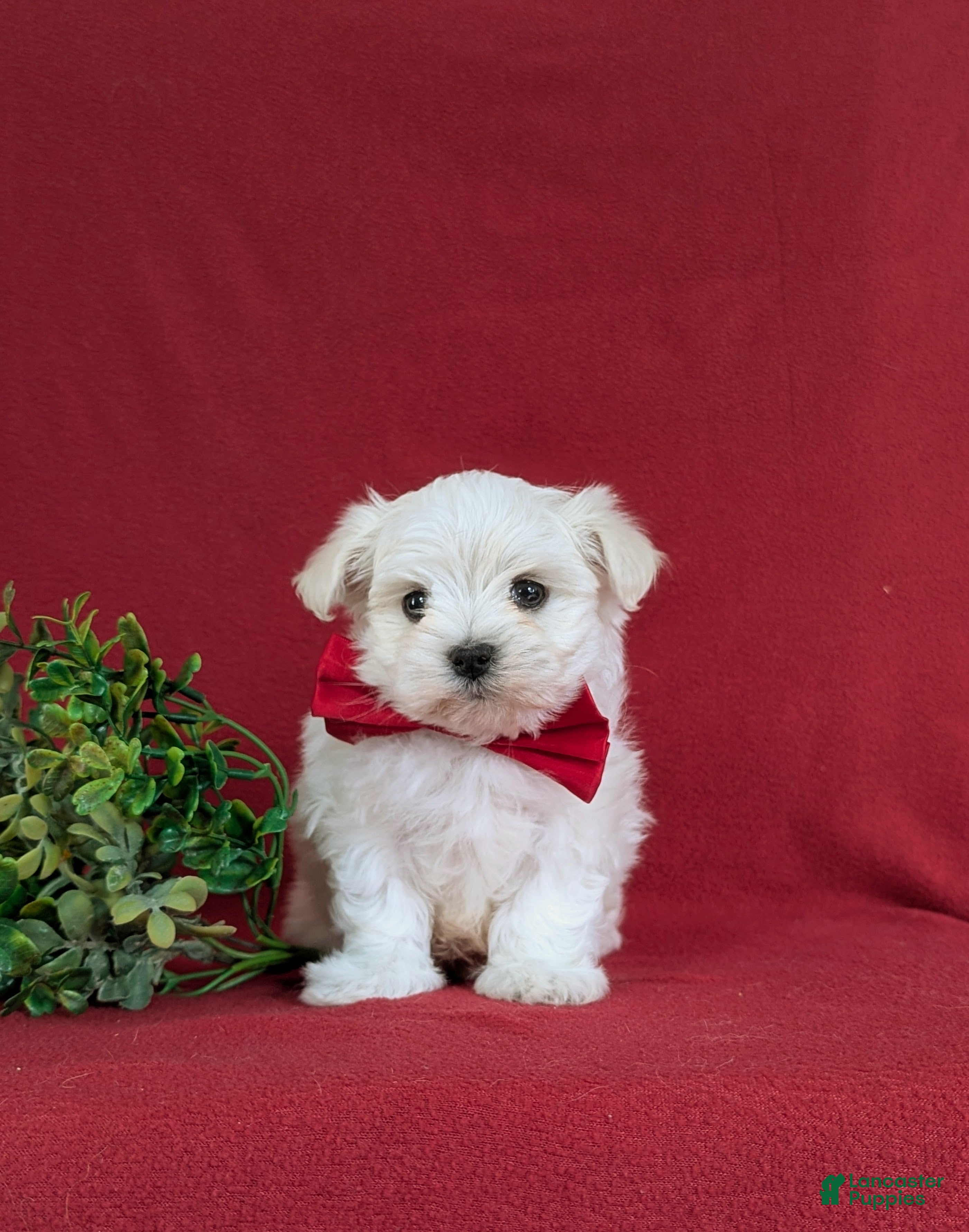 Maltese dogs Eghan 6 lbs Full Grown - Ad 2