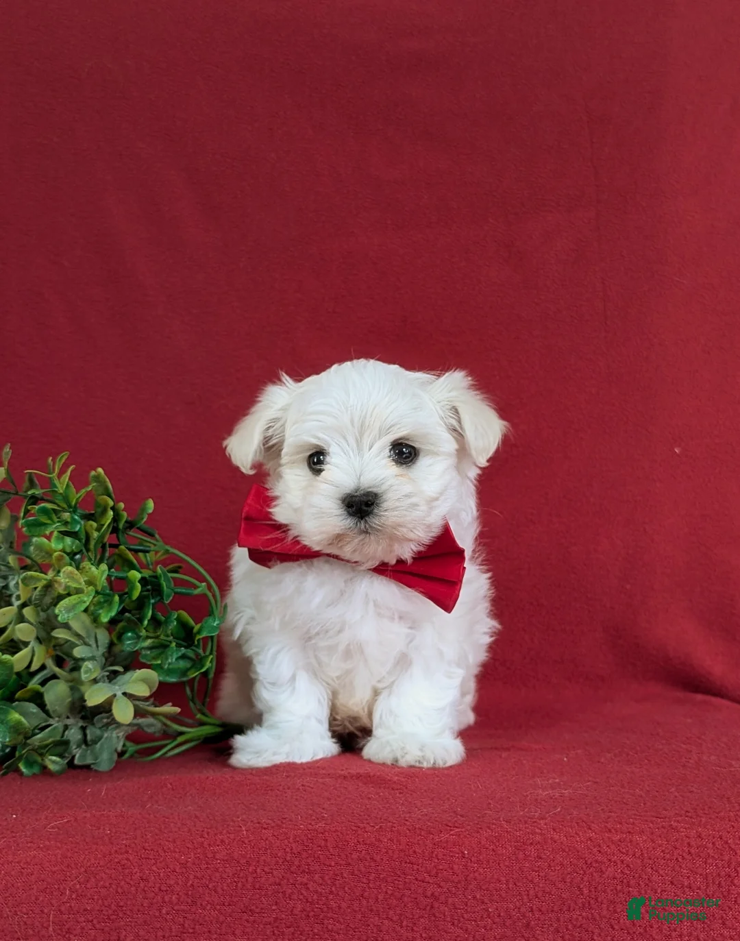 Maltese dogs for sale: Eghan 6 lbs Full Grown - Ad 2