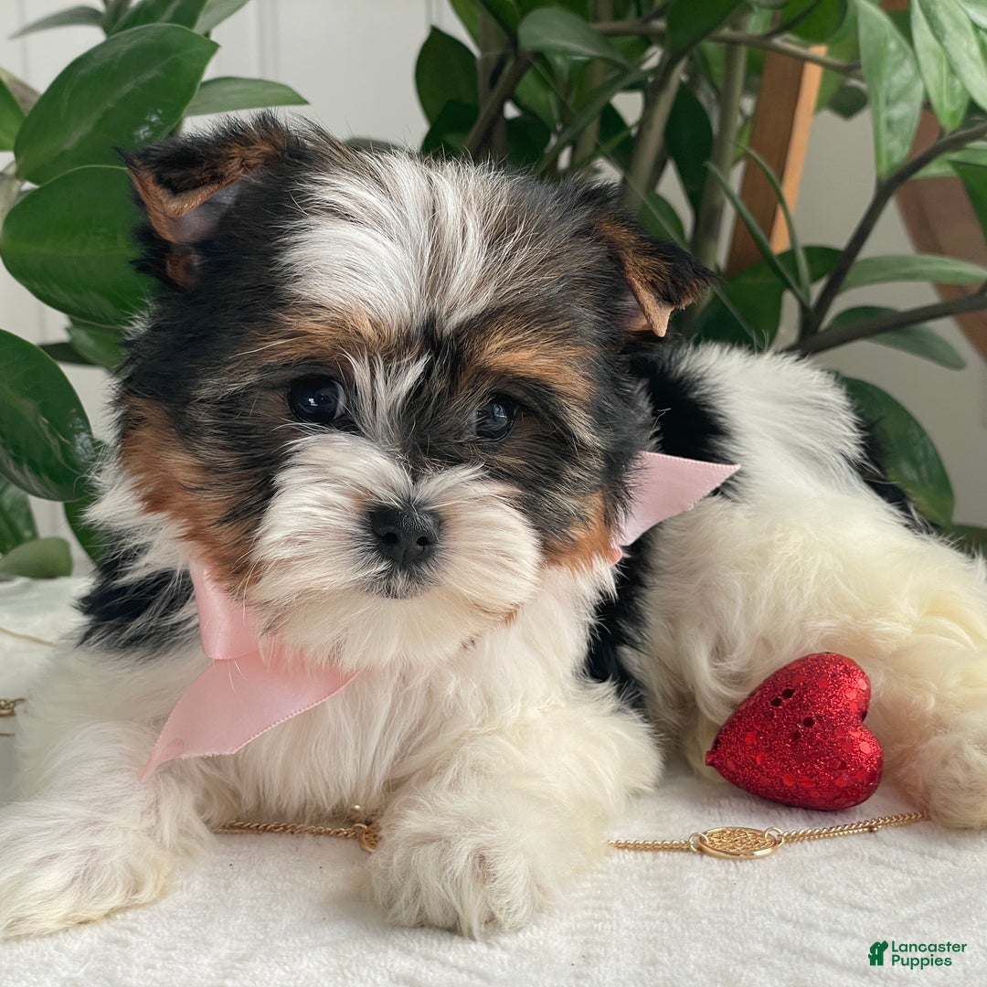 Biewer Terrier dogs for sale: Kiwi - Ad 10