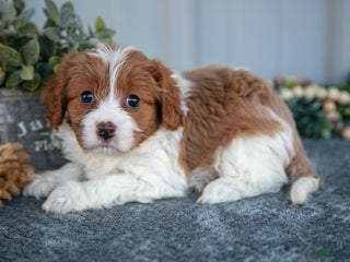 Cavapoo dogs - Ad 12