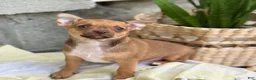 Chihuahua dogs for sale: Rusti - Ad 3