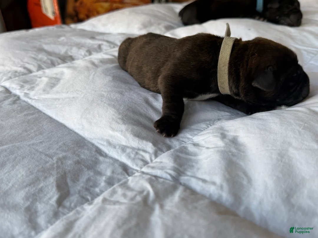 Cane Corso dogs for sale: Cane Corso Puppy 4 - Ad 2