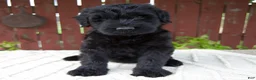 Giant Schnauzer dogs for sale: Tucker - Ad 1