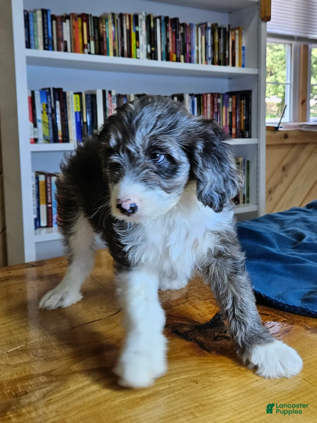 Mixed Breed dogs for sale: Grayson - Ad 1