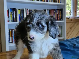 Mixed Breed dogs Speckles - Ad 8