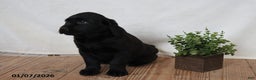 Labrador Retriever dogs for sale: Patsy - Ad 3