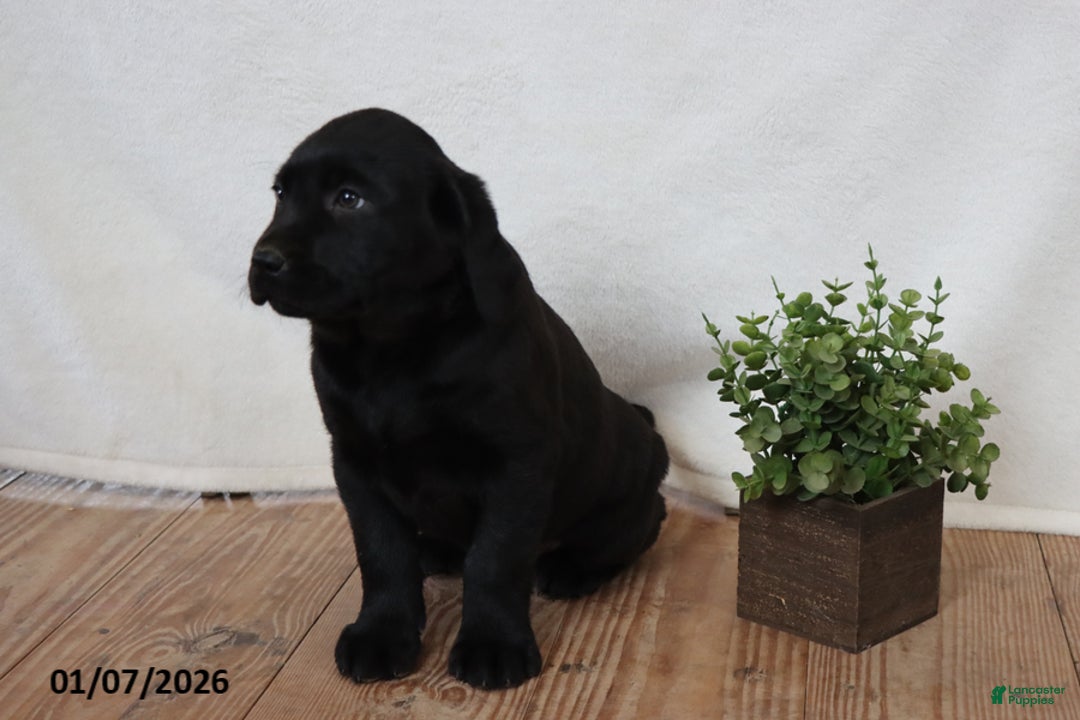 Labrador Retriever dogs for sale: Patsy - Ad 3
