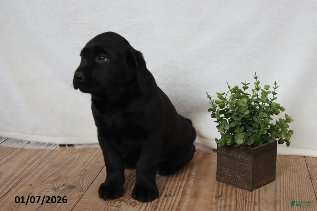 Labrador Retriever dogs for sale: Patsy - Ad 8