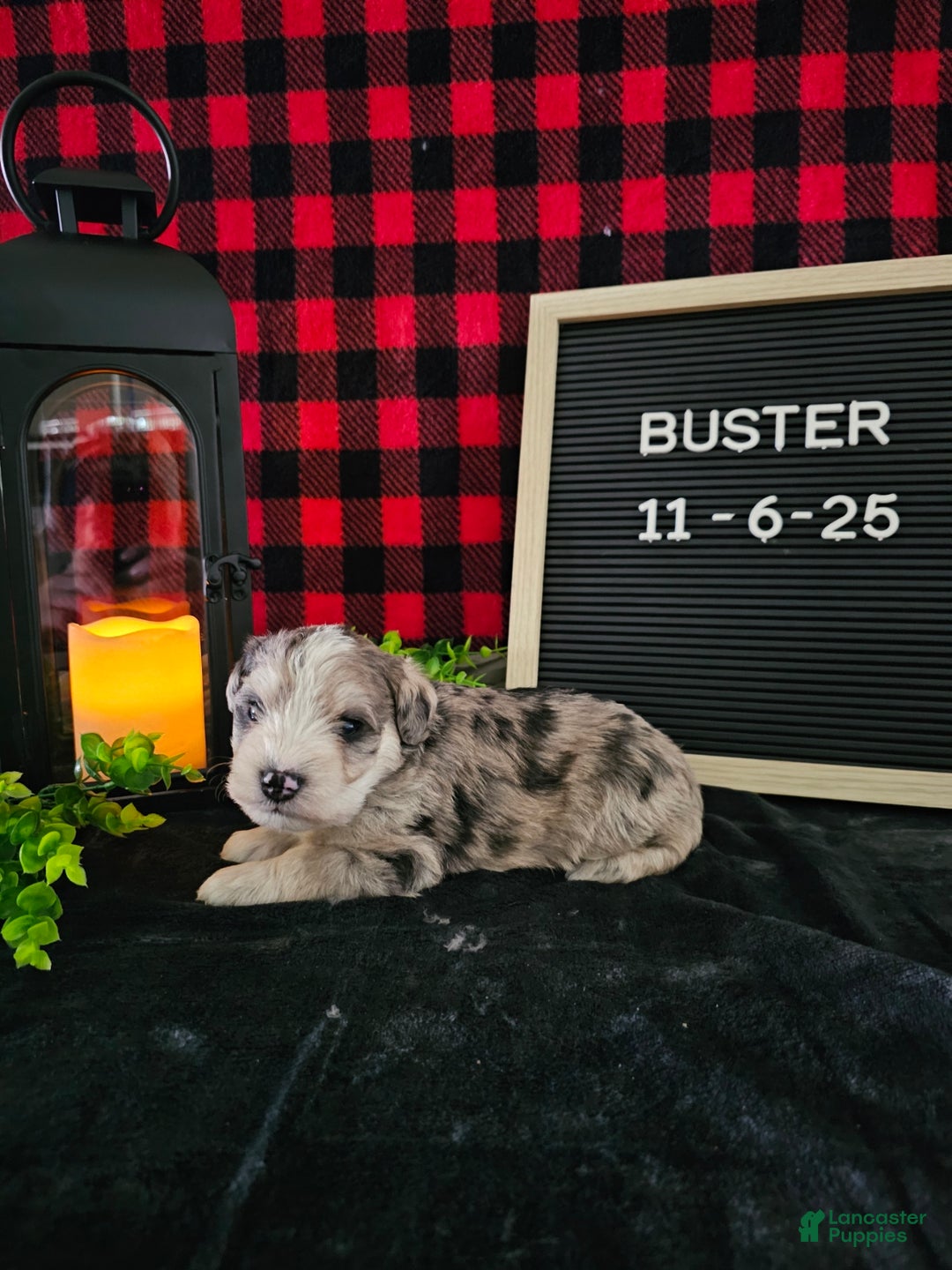 Miniature Schnauzer dogs for sale: Buster - Ad 6