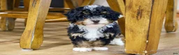 Mini Bernedoodle dogs for sale: Sadie  - Ad 3