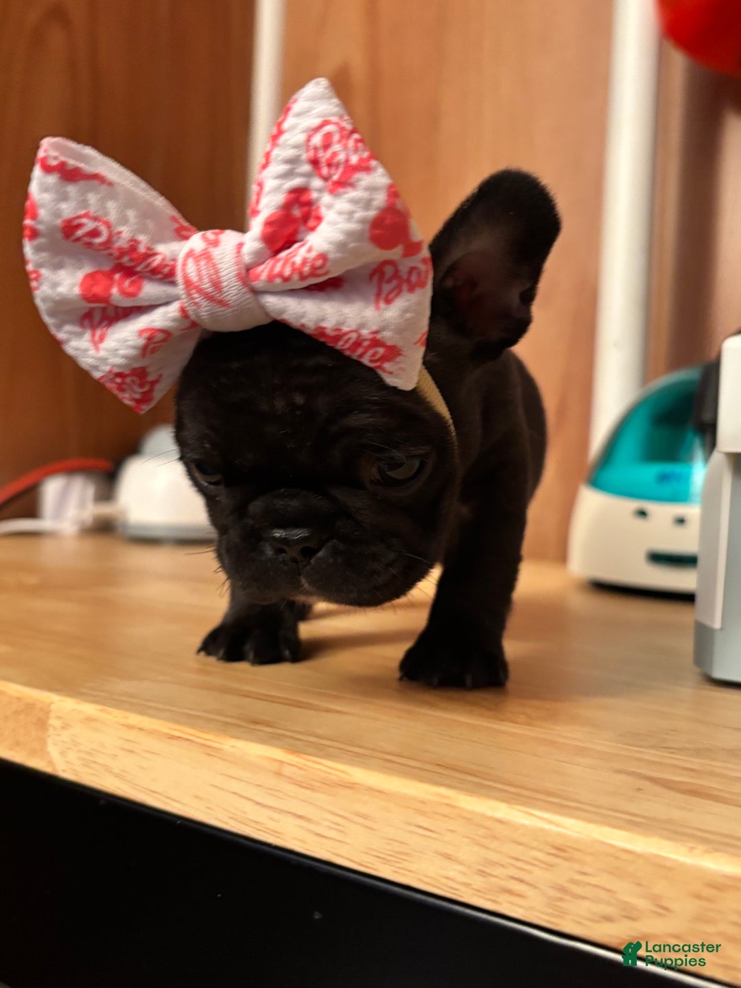 French Bulldog dogs for sale: French Bulldog Puppy 4 - Ad 1
