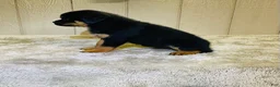 Rottweiler dogs for sale: Rottweiler 6 - Ad 11