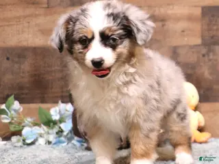 Toy Australian Shepherd dogs Toy Australian Shepherd Puppy 2 - Ad 22