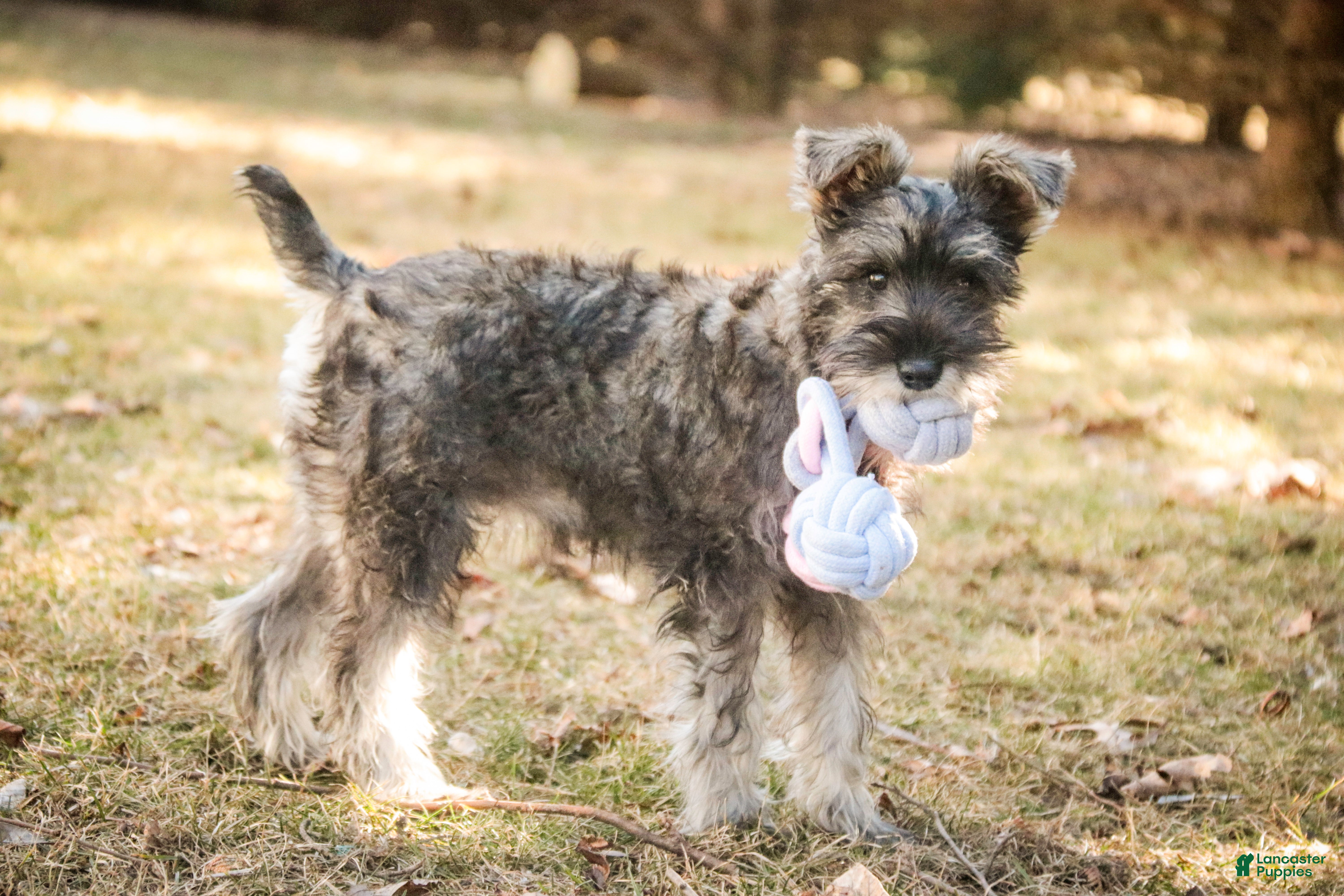 Miniature Schnauzer dogs Millie - Ad 1