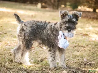 Miniature Schnauzer dogs for sale: Millie - Ad 1
