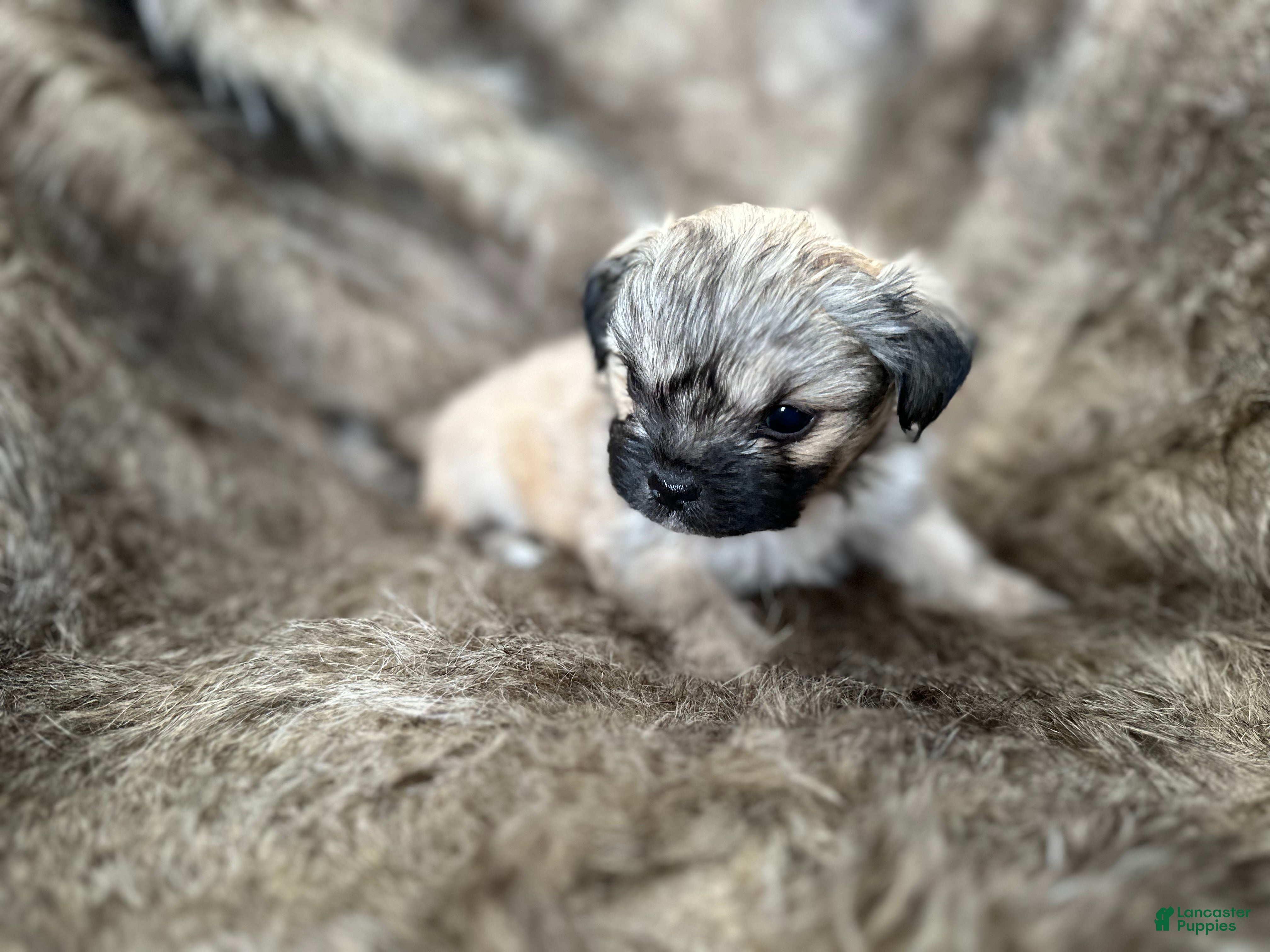 Mixed Breed dogs Theo - Ad 3