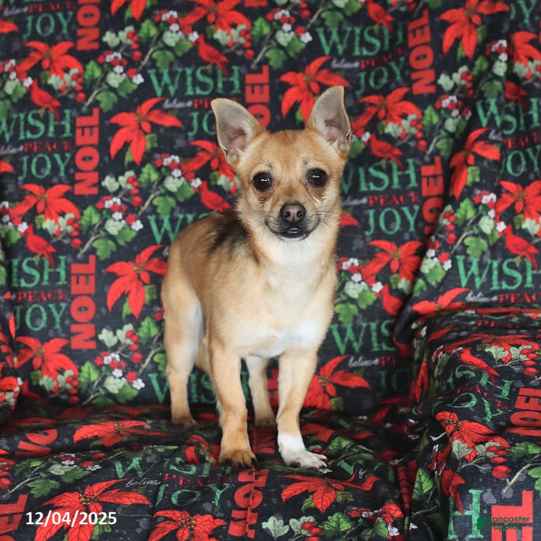 Chihuahua dogs for sale: Frisky - Ad 1