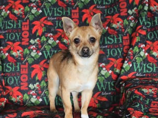 Chihuahua dogs Frisky - Ad 29