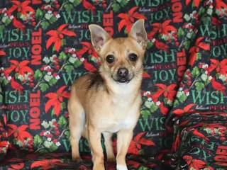 Chihuahua dogs Frisky - Ad 15