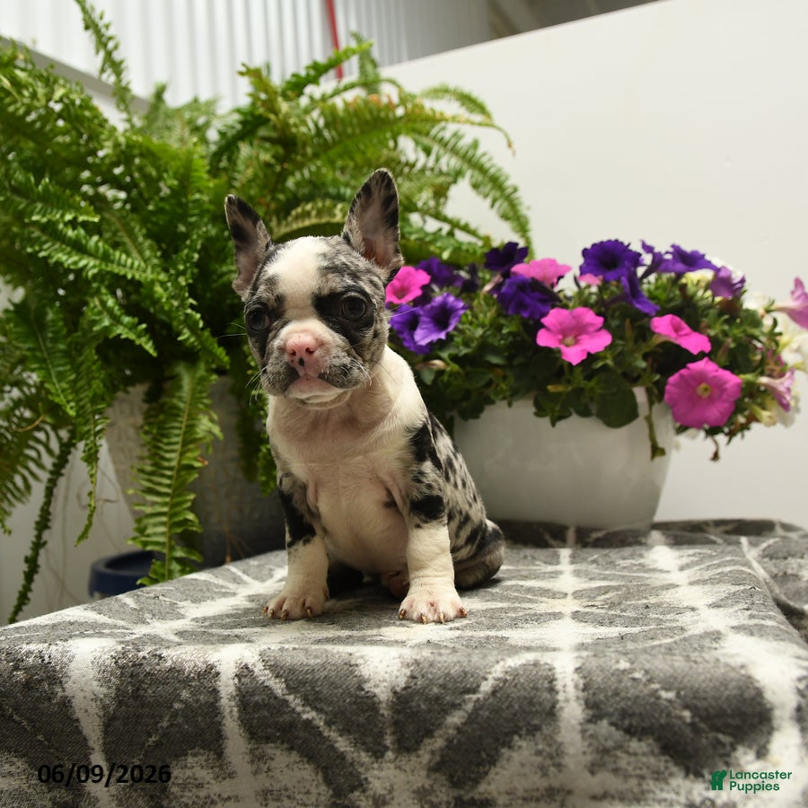 Boston Terrier dogs Gretchen - Ad 1