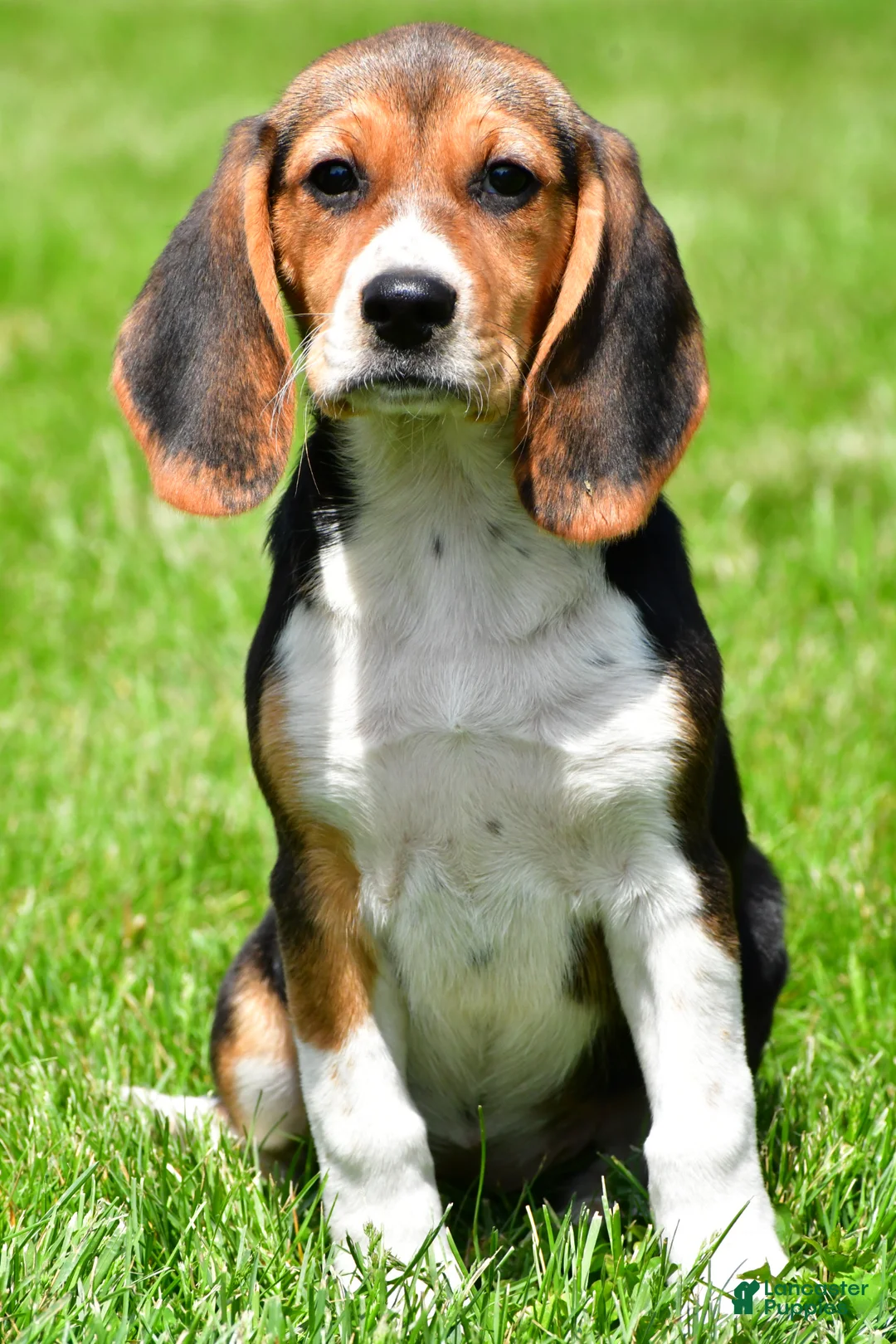 Beagle dogs for sale: Macy - Ad 1
